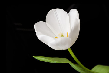 Blossoming bud of the white tulip on dark background. Closeup, selective focus