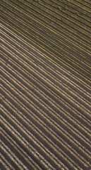 Fototapeta premium Field of cotton in the countryside ready for harvesting.