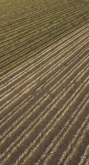 Field of cotton in the countryside ready for harvesting.