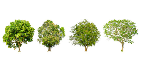 Fototapeta na wymiar Set of tree shape and Tree branch on white background for isolated, Multiple tree on white background with clipping path.