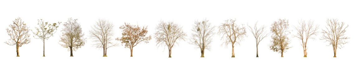 Set of dry tree shape and Tree branch on white background for isolated, Multiple dead tree on white background with clipping path.