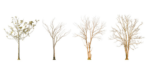 Set of dry tree shape and Tree branch on white background for isolated, Multiple dead tree on white background with clipping path.