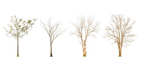 Fototapeta premium Set of dry tree shape and Tree branch on white background for isolated, Multiple dead tree on white background with clipping path.