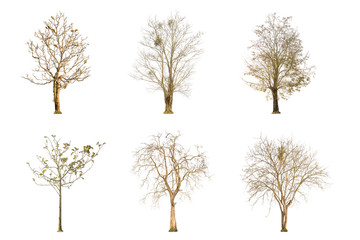 Set of dry tree shape and Tree branch on white background for isolated, Multiple dead tree on white background with clipping path.