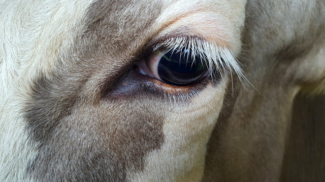 Eye cow