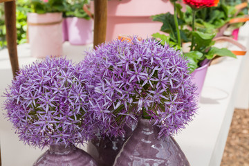 Nice flower in the park in nice day