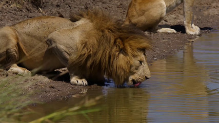 The lion drinks water