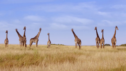 Herd of giraffes in the shroud