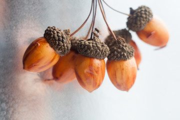 acorns on a beautiful blurred background