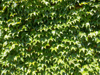 Ivy Leaf Green Background