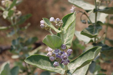 Calotropis plant and flowers