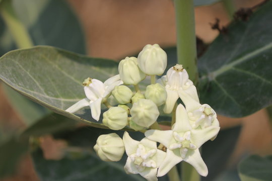 Calotropis flowers