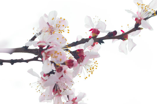 apricot flowers on the branch