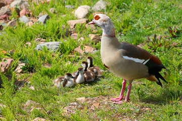 duck baby family