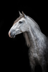 Portrait of beautiful grey andalusian horse isolated on black