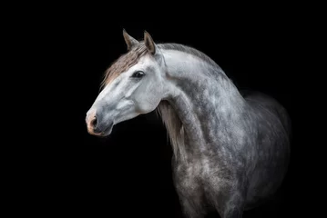 Fototapeten Porträt des schönen grauen andalusischen Pferdes lokalisiert auf Schwarzem © Rita Kochmarjova