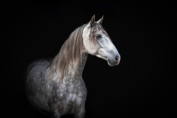 Obraz na płótnie Canvas Portrait of beautiful grey andalusian horse isolated on black