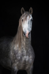 Fototapeta na wymiar Portrait of beautiful grey andalusian horse isolated on black