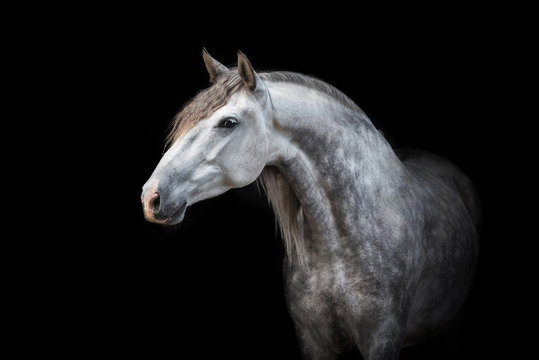 Portrait of beautiful grey andalusian horse isolated on black