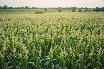 Morning sunrise over the corn field. Agricultural irrigation system watering corn field on sunny summer day.