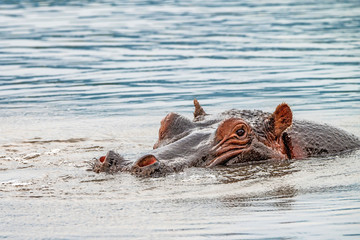 Fototapeta premium Close hippo or Hippopotamus amphibius in water