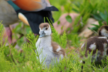 duck baby family