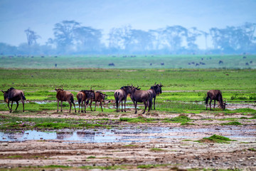 Wildebeests graze in savannah