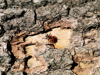 Soldier beetle on the bark in the bright summer sun heats