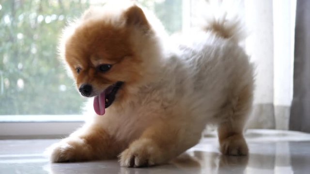 brown pomeranian dog cute pet playing joyful in home, animal grooming short hair round face style