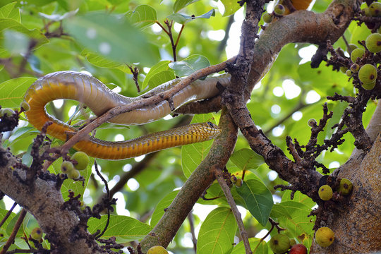 Indian rat snake, dhaman , Ptyas mucosa on fig tree, Pune, Maharashtra.