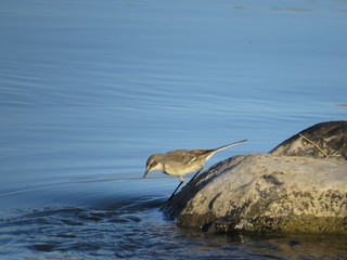 Naklejka premium Drinking bird river rock blue