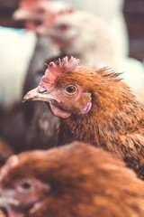 Chickens on the farm. Toned, style, color photo