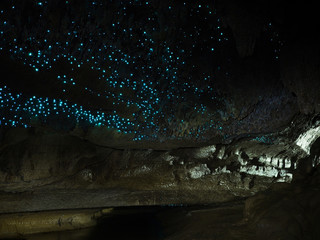 Illuminated Glow Worm Sky in Dark Cave, Waipu Caves, North Island, New Zealand, Like Waitomo Caves
