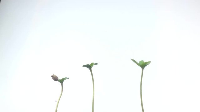 Marijuana Plant Growing Time Lapse