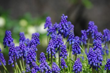 Obraz premium ムスカリの花