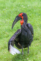 The southern ground hornbill bird, Latin name Bucorvus leadbeateri.