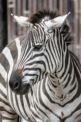 Fototapeta na wymiar Zebra in close up view.