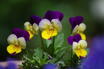 パンジー・ビオラ