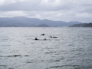 Pod of Wild Bottle Nose Dolphins Swimming near Russell, Bay of Islands, New Zealand