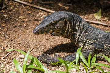 Portrait of wild varan walking near hotel, Thailand