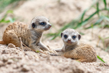 Young suricates playing in the sand.