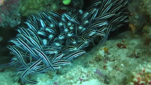School of catfish on sea bottom of Bali