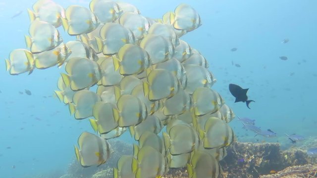 School of Batfishes , Orbicular batfishes (Platax orbicularis) over corals of Bali