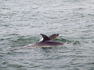 Pod of Wild Bottle Nose Dolphins with Baby Swimming near Russell, Bay of Islands, New Zealand