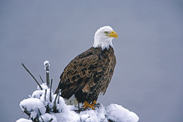 Bald Eagle sitting on tree stump in winter snow.