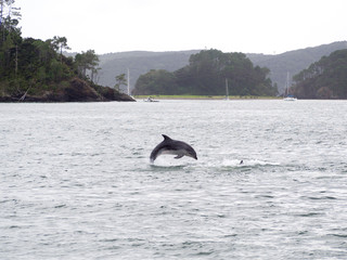 Jumping Breaching Wild Bottle Nose Dolphin Swimming near Russell, Bay of Islands, New Zealand