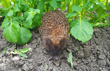 Hedgehog among potatoes