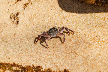 Crab on sand