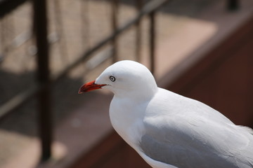 Mouette