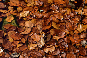 Colorful autumn leaves. Different leaves background